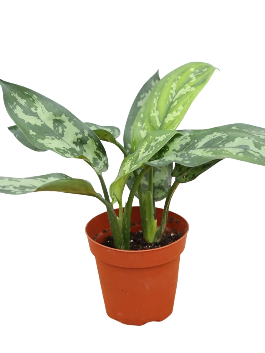 Aglaonema 'Maria' 4"